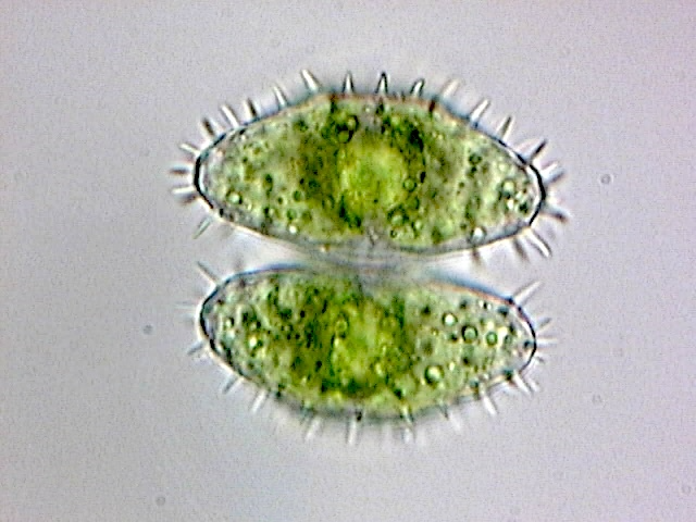 Staurastrum kouwetsii